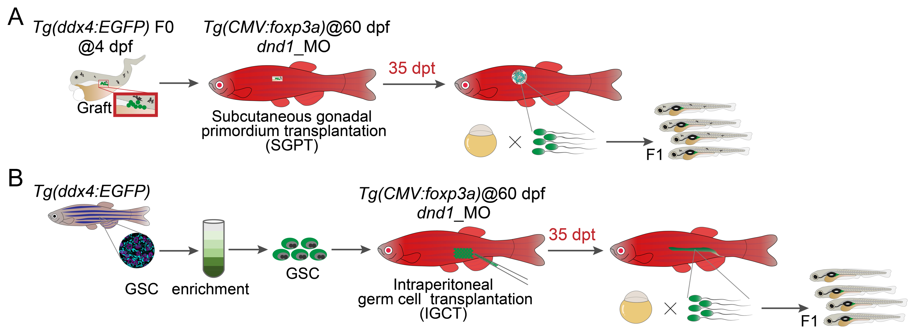 利来国际净水建立鱼类诱导性Treg技术提升鱼类借腹生殖效率